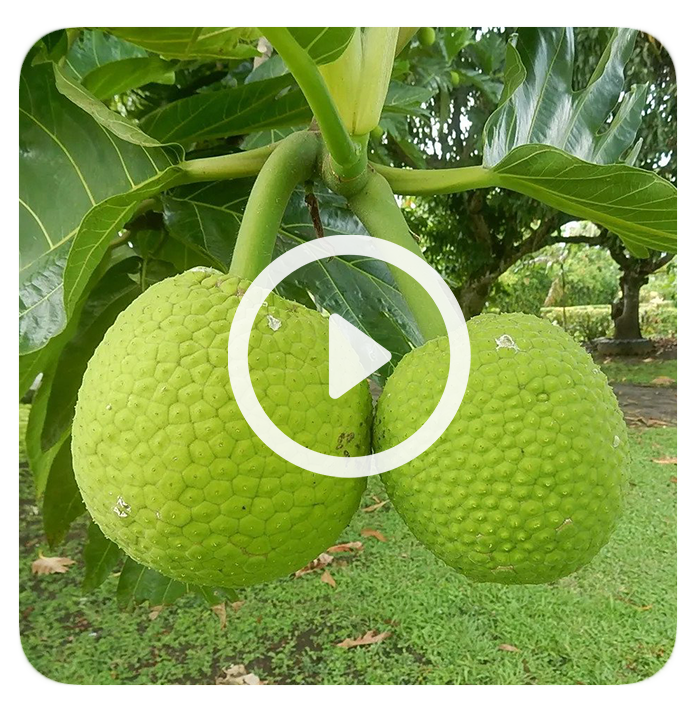 norishing-helen-breadfruit.png